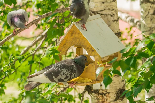 Tauben rund um Vogelfutterhäuschen — Stockfoto