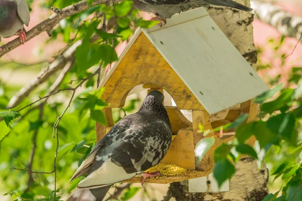 Pombos em torno de alimentadores de aves — Fotografia de Stock