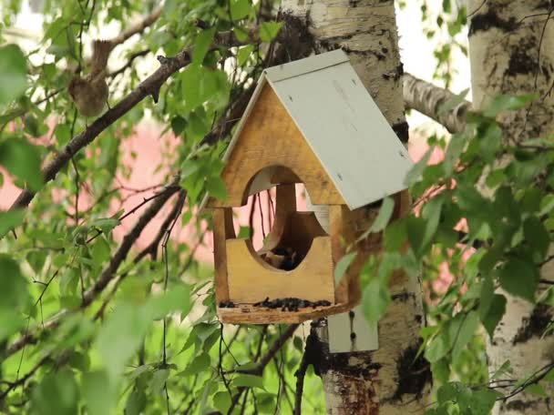 Een houten Vogelhuis/waterbak — Stockvideo