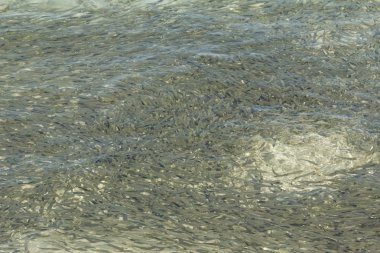 Mısır. Kızıl Deniz   