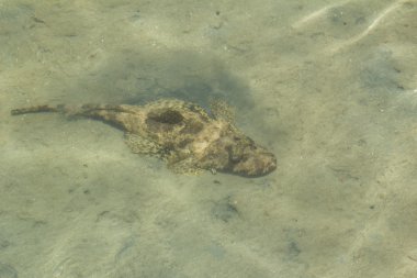 Mısır. Kızıl Deniz   