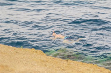 Mısır. Snork dilbilimciler mercan kayalığı incelemek