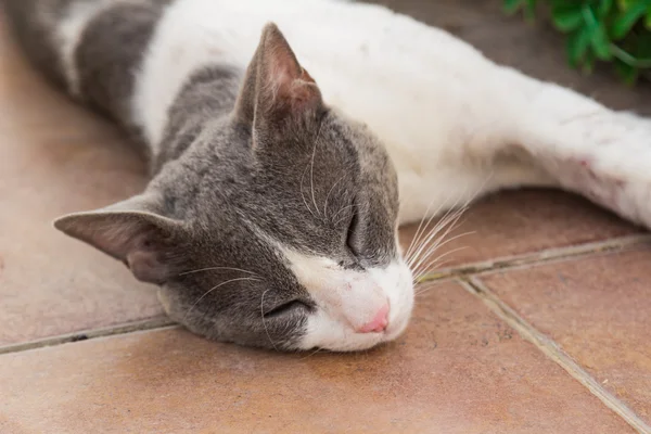 Motley gato — Foto de Stock