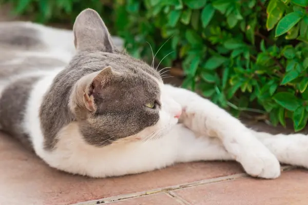 Motley gato — Foto de Stock