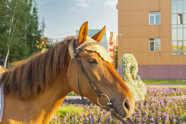 Chevaux de travail — Photo