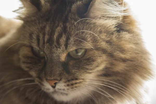 Gato doméstico — Foto de Stock