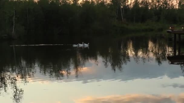 At the pond — Stock Video