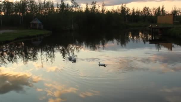 At the pond — Stock Video