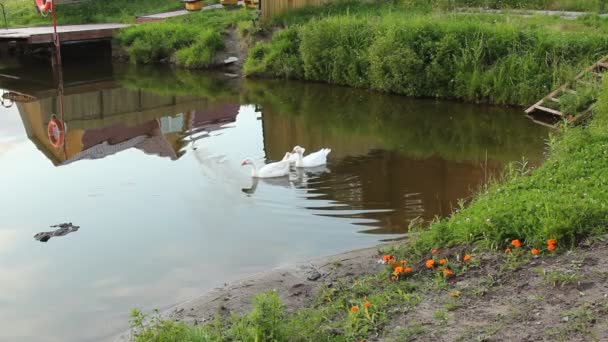 At the pond — Stock Video