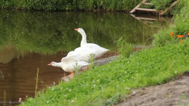 En el estanque — Vídeo de stock