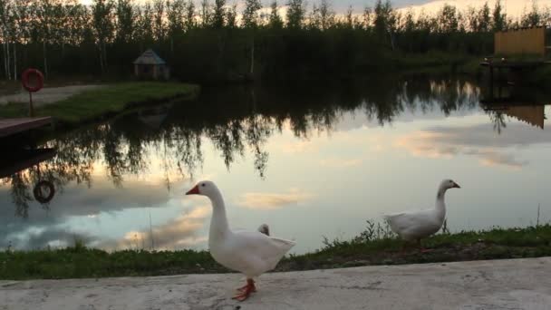 池で在池塘 — 图库视频影像