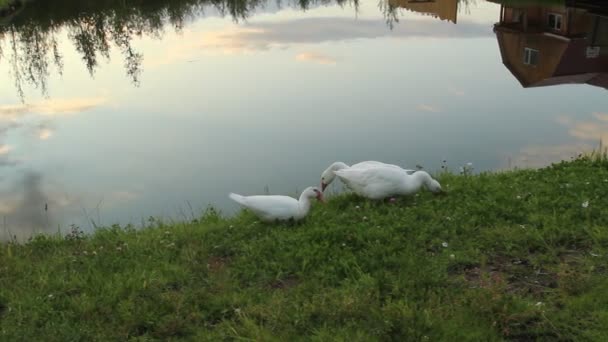 At the pond — Stock Video