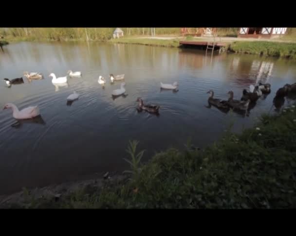 Aves acuáticas domésticas — Vídeo de stock