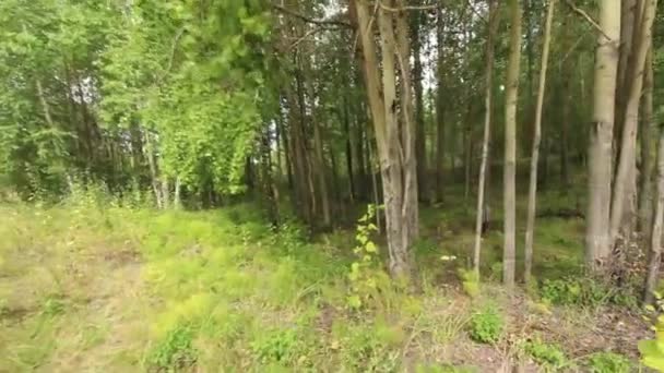 Dans les bois