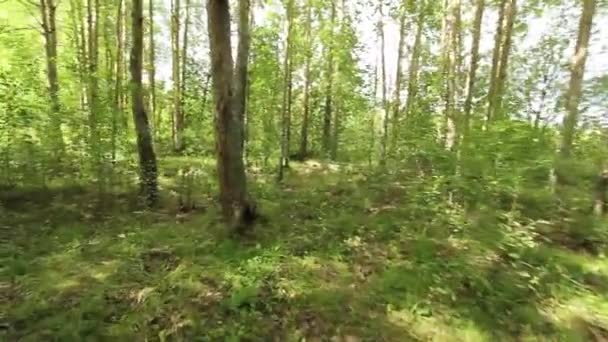 Dans les bois