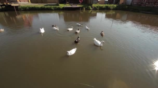 Aves acuáticas domésticas — Vídeo de stock