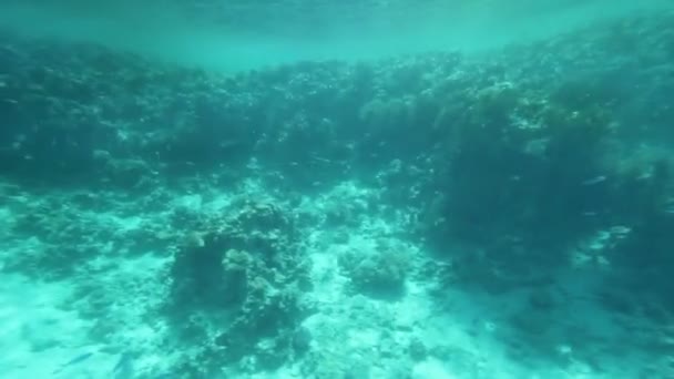 Unter Wasser — Stockvideo