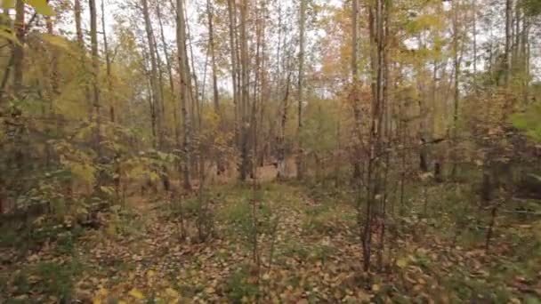 Día de otoño en el bosque — Vídeo de stock