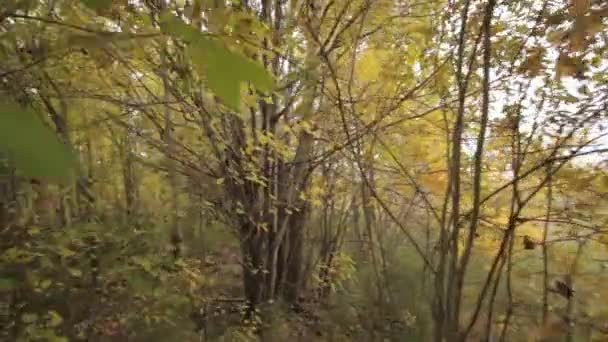 秋天的一天在森林里 — 图库视频影像