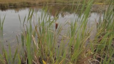 Açık havada ormanda