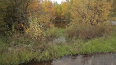 Açık havada ormanda