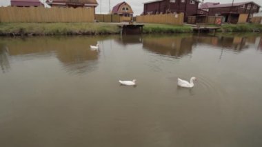 Ormanda.