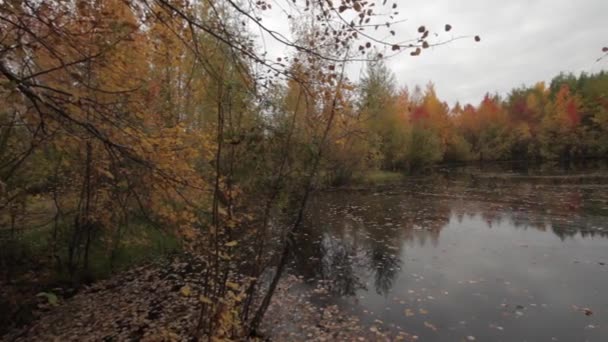 На вулиці в лісі — стокове відео