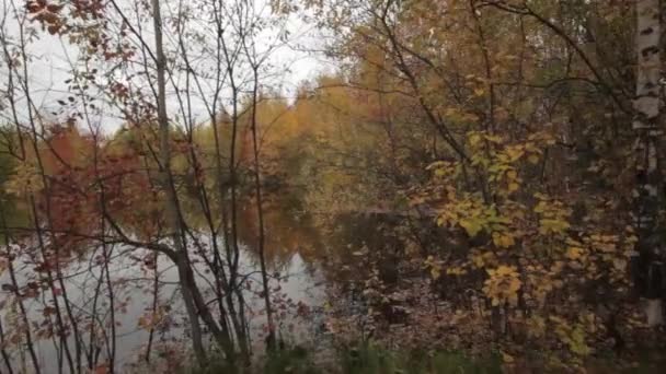 Al aire libre En el bosque — Vídeos de Stock