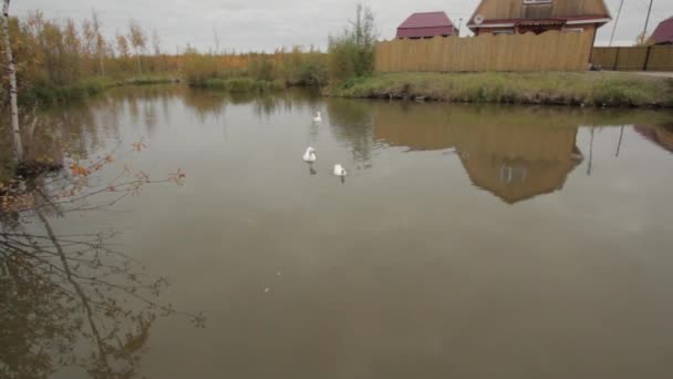 En el bosque — Vídeo de stock