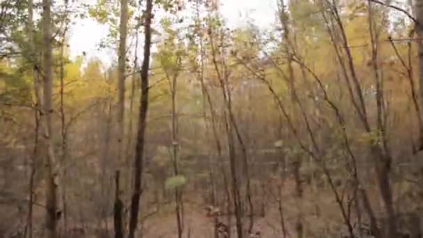 Dans les bois