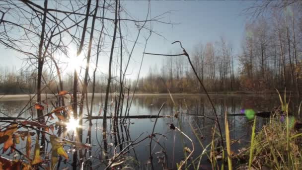 En el bosque — Vídeos de Stock