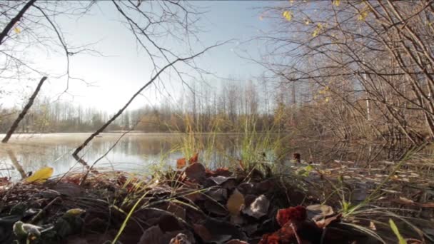 Promenade dans une forêt près du lac — Video