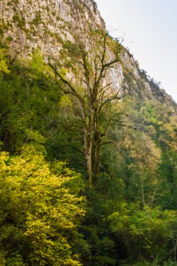 Abhazya doğal peyzaj