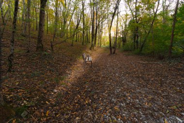 kahverengi ahşap Bank