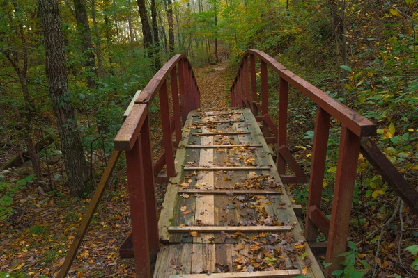The bridge in the forest — Stock Photo, Image