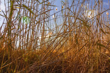 Astrahan nehir expanses  