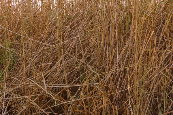 Étendues de la rivière Astrakhan — Photo