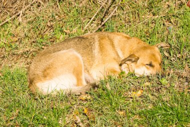 Sonbahar manzara Caucasus