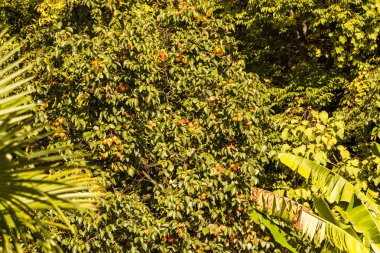 Sonbahar manzara Caucasus