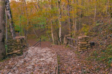 Sonbahar Ormanı 'nın Renkleri