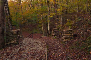Sonbahar Ormanı 'nın Renkleri