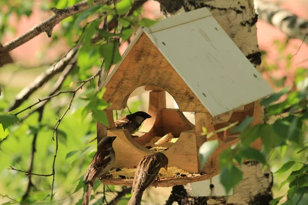 Birdhouse pour oiseaux — Photo