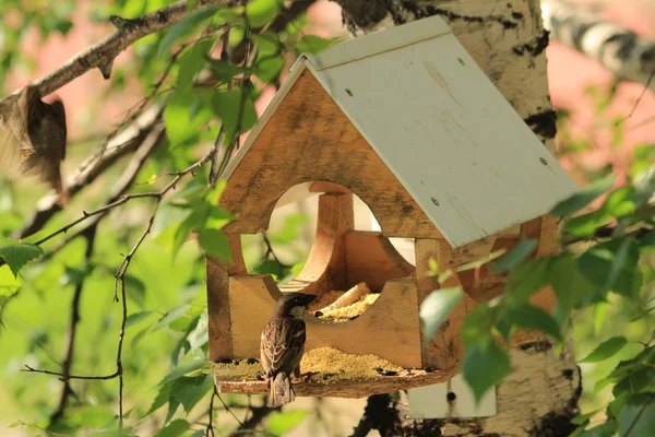 Birdhouse pour oiseaux — Photo