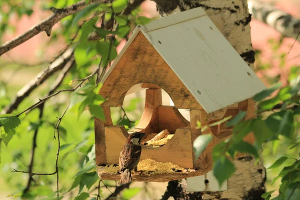 Birdhouse pour oiseaux — Photo