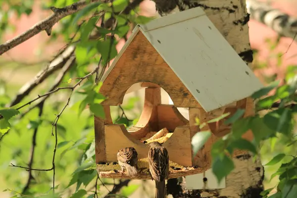 Birdhouse pour oiseaux — Photo