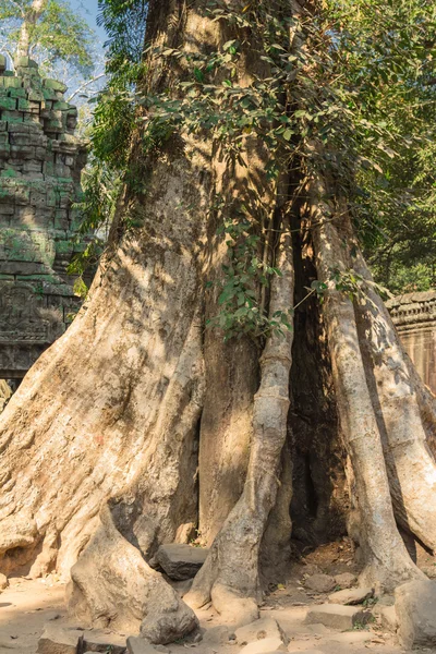 柬埔寨、 吴哥考古公园 — 图库照片