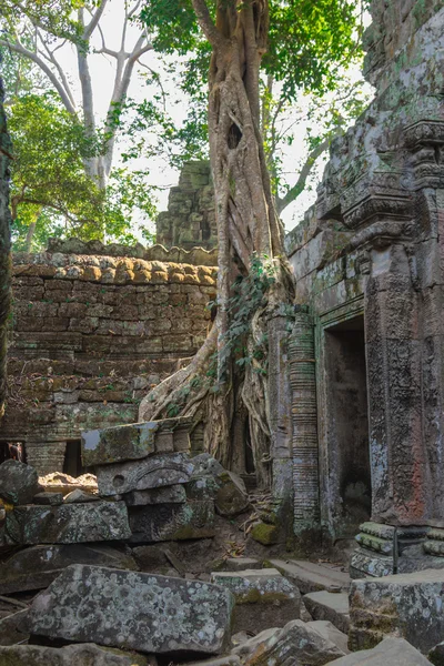 앙코르 고고학 공원, 캄보디아 — 스톡 사진