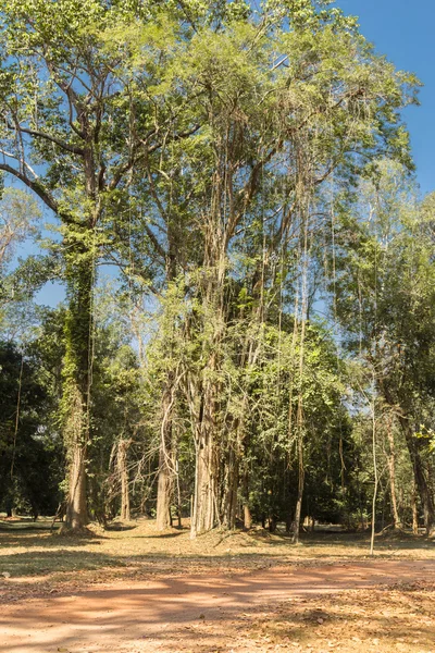 La giungla ad Angkor Wat — Foto Stock