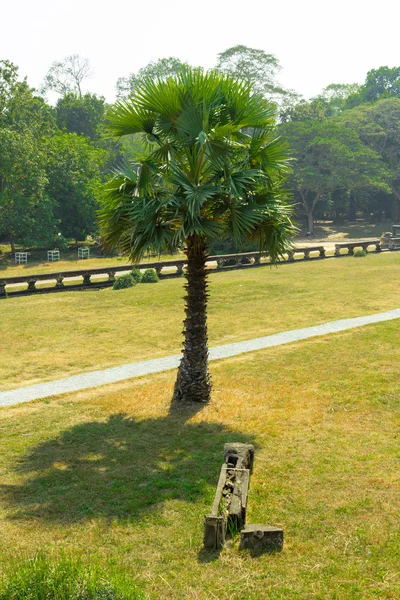 Giungla sul territorio di Zoppo Angkor Wat — Foto Stock