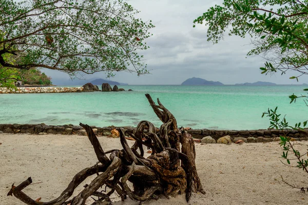 The roots of an old tree — Stock Photo, Image